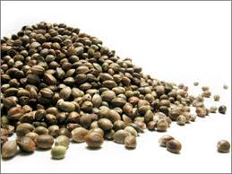 Slika prikazuje konopljina semena, iz katerih pridobivamo konopljino olje.